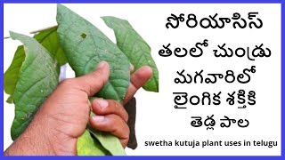 సోరియాసిస్ కు వాడే ఆకు  shweta kutaja uses in telugu  kodisa pala plant uses in telugu [upl. by Lemaj]