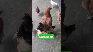 Hen chicks ytshorts [upl. by Elvah]