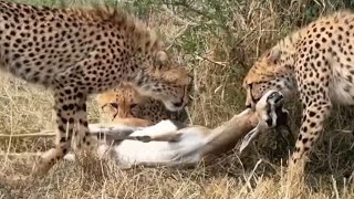 Cheetah Family Hunted down its prey  Masaimara  21 September 2024 [upl. by Wilbert315]