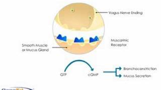 Anticholinergics mechanism of action causing bronchodilatation [upl. by Tally]