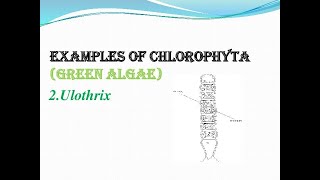 CLASS11 CHAPTER3 PART6 PLANT KINGDOMEXAMPLES OF CHLOROPHYTAUlothrix [upl. by Haldis]