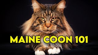 Maine Coon Cat 101  Watch This Before Getting One Full Guide [upl. by Leirraj635]