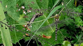 The Fascinating Life of Dragonflies and their Nymphs [upl. by Garnett]