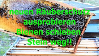 52 Räuberei bei den Bienen  Bienen schieben Stein weg 130824 [upl. by Trill919]