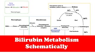 Gastrointestinal Bilirubin Metabolism Quick Review [upl. by Hauser]