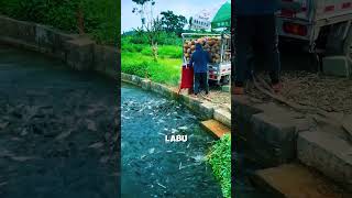 Cara cerdas memberi pakan ternak ikan dengan pakan alternatif shorts shortvideo [upl. by Wake]