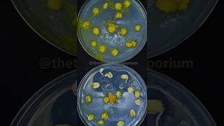 How Does Slime Mold Eat [upl. by Mireille272]