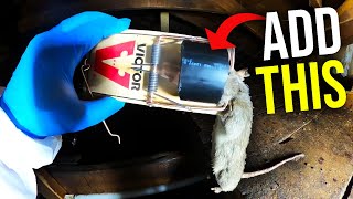 EASY RAT TRAP HACKS THAT WORK Catch MORE rats FASTER [upl. by Enitram]