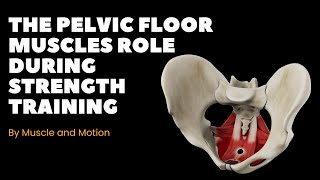 The Pelvic Floor Muscles Role During Strength Training [upl. by Nielsen]