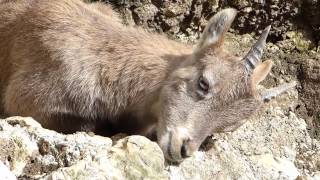 Alpensteinbock Capra ibex [upl. by Gottwald]