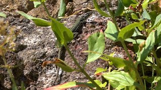 Wall Lizard Podarcis muralis  Bristol UK [upl. by Ahdar62]