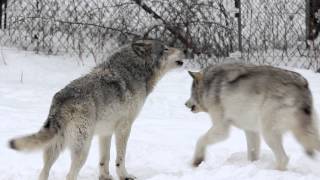 Gray Wolves Howling Parc Omega [upl. by Enenaej]