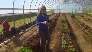 Introduction to Lettuce Sclerotinia High Tunnel Trial [upl. by Hilel976]