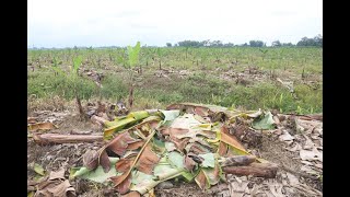 Los esfuerzos por rehabilitar la hacienda bananera La Clementina la más grande del país [upl. by Ytsirt981]