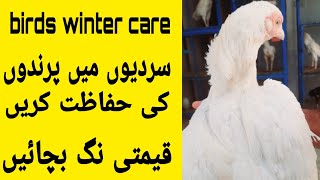 birds winter care  prindo ki srdion me hifazat  paper white heera aseels setup  Riaz Naseem [upl. by Anaic]