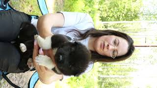 American Akita Puppies from Arctic Akitas [upl. by Gelhar]