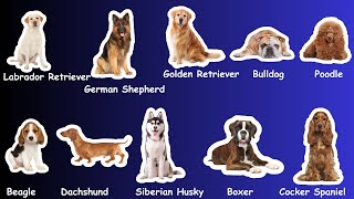 Top 10 Dog Breeds  Pet dogs name Find Your Perfect breed of DogEducational animal Video [upl. by Nelly567]