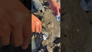 Wow Oyster Very Fresh Very Delicious fishing viral viralvideo fyp fypシ thanks [upl. by Allain]