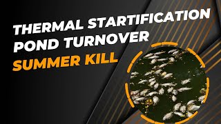 Thermal stratification  Pond turnover  Summer fish kill [upl. by Bergman]