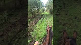 Politely overtaking a young horse on an endurance ride 🥰 horse overtake [upl. by Montagna]