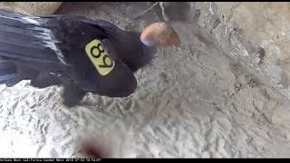 California Condor•Feeding in a cloud of dust612pm 20170703 [upl. by Ledua]