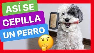 ¿CÓMO CEPILLAR A MI PERRO 🤔 ► Tener un PERRO LIMPIO y SIN MAL OLOR ❤️ FUNCIONA ✅ [upl. by Ahsinauj]