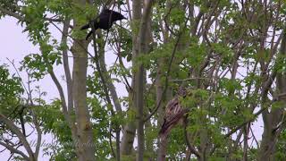 Crow Corvus corone attacks Red Kite Milvus milvus [upl. by Anahsor]