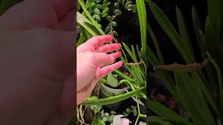 Brassavola Nodosa spotlight plantastix orchidspotlight nodosa orchid BetterGro [upl. by Nimoynib]