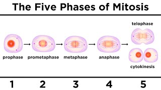 Mitosis How One Cell Becomes Two [upl. by Emmie]