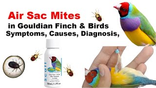 Air Sac Mites in Birds Symptoms Causes Diagnosis Exotic Gouldian Finch bird issues and Treatment [upl. by Ahsemit]