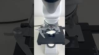 Sunscreen magnified 400 times is amazingshorts fyp science microscope shortsvideo [upl. by Elleon]