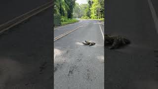 🦥What a Sloth Crossing a Road looks like [upl. by Tenaj]