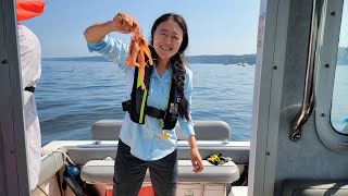 Spot Prawns Shrimping Tips in Puget Sound，Seattle，WA [upl. by Atterg860]