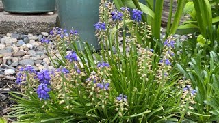 2 Ways to Deadhead Grape Hyacinth Muscari After Bloom  April 30 [upl. by Farnham]