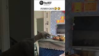 FUNNY CATS😮Episode 329shortscat funny pets trynottolaugh [upl. by Nerissa]