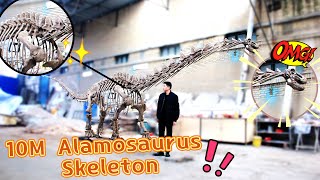 10M Alamosaurus Skeleton [upl. by Philemon585]