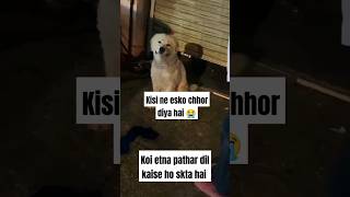 Dog abandoned crying for owner 😭🐶 trandingshorts dog pets labrador viralreels animals shorts [upl. by Purpura311]