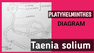 Taenia soliumPork TapewormPhylum PlatyhelminthesDiagramvaigamtb4bs [upl. by Rollin]