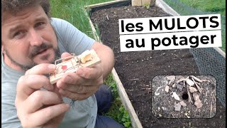 Comment je gère les mulots au potager [upl. by Ilahtan]