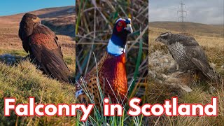 Goshawk hunting Pheasants along side the Pointer Goshawk and Harris Hawks Hunting Prey [upl. by Sioux]