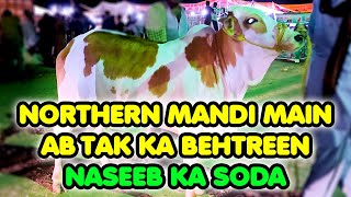 Naseeb Ka Soda at Northern Bypass Cow Mandi  Cattle Market Karachi [upl. by Setiram]