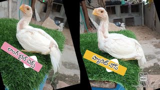 Parrot Beak Long Tail Chicks  8247861753  Rythu Market [upl. by Lorac609]