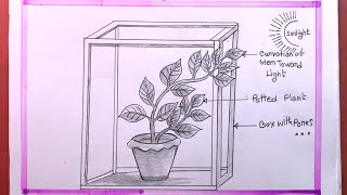 How To Draw Photoperiodism Experiment Of Plant [upl. by Onez]