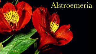 Alstroemeria  Timelapse with Music [upl. by Kinzer]