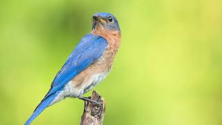 The sound of the Eastern bluebird  Bird Sounds  10 Hours [upl. by Aymer]