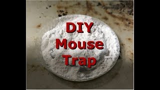 How to get rid of rats and mice in home for less than 100 [upl. by Reed]