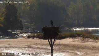 Eagle Dock Live Osprey Cam [upl. by Eugenio]