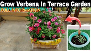 Grow Verbena Plant From Seeds In Pot 🤩SEED TO FLOWERINGबीज से वर्बेना उगाएं Full Information😃 [upl. by Betteanne]