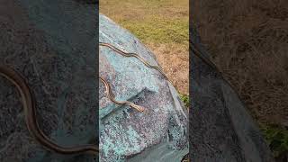 Bronze बैक Tree Snake youtubeshorts shortsvideo trending [upl. by Proudman909]