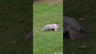 Peregrine Falcon eat chicks at The Falconry Centre Kidderminster in UK [upl. by Avery]